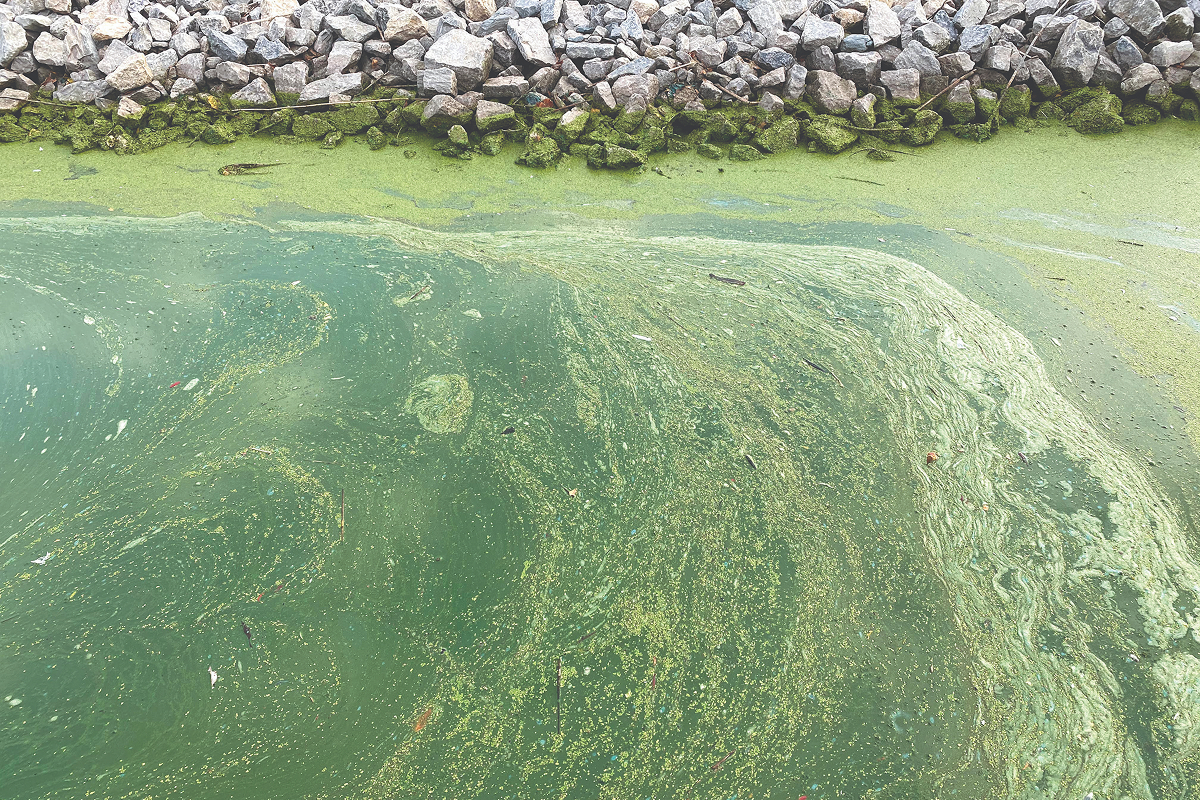 algae blooms on the water surface
