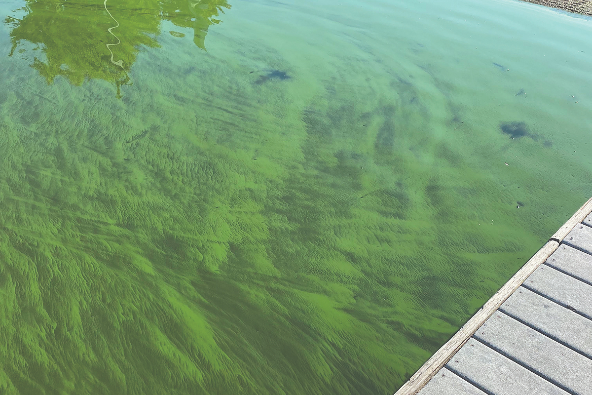 algae blooms on the water surface