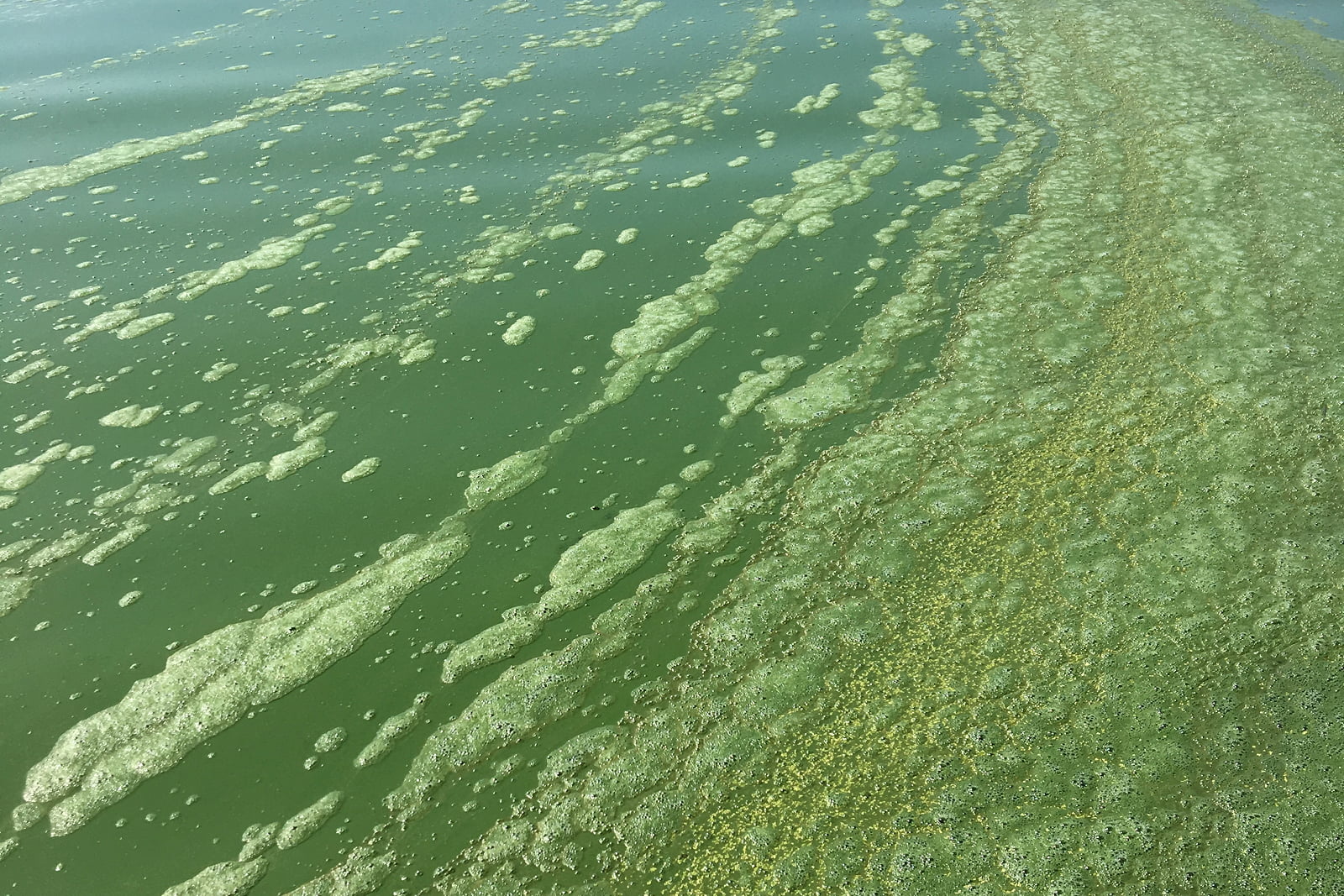 Habs on water surface